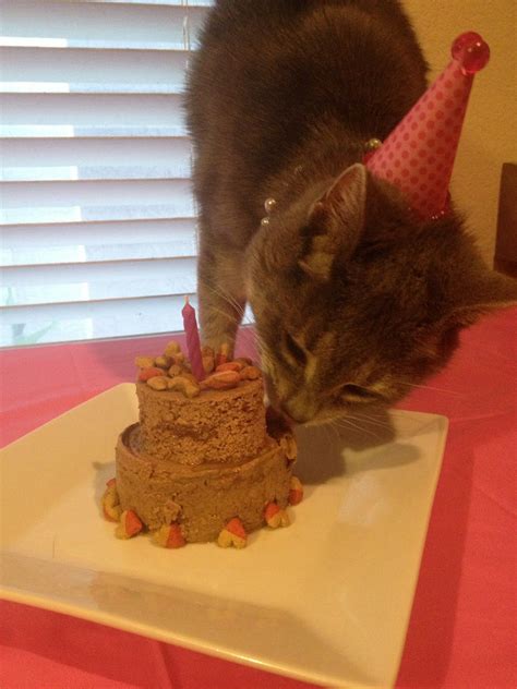 Cat birthday treats. Things To Know About Cat birthday treats. 